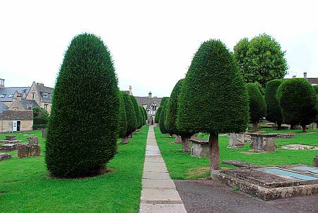 Painswick - Yew Trees in the Churchyard